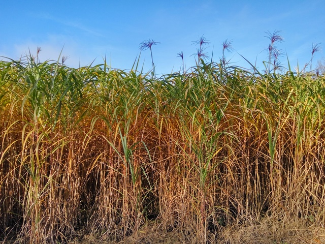 Рослини міскантусу другого року вегетації (листопад 2020 р.)